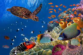 CMO20:Protection of the Marine Environment:HYDRAULICS